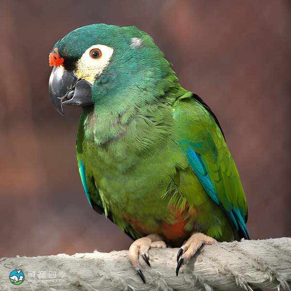 蓝翅金刚鹦鹉-9