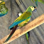 蓝翅金刚鹦鹉-缩略图-10