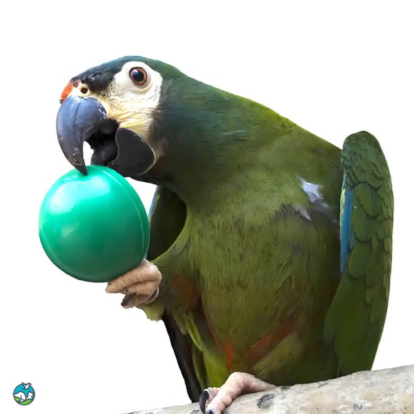 蓝翅金刚鹦鹉-11
