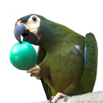 蓝翅金刚鹦鹉-缩略图-11