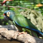 蓝翅金刚鹦鹉-缩略图-12