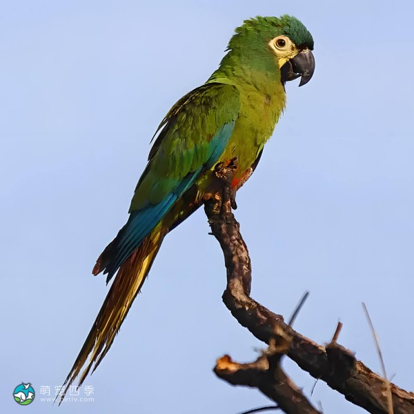 蓝翅金刚鹦鹉-13