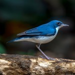 蓝歌鸲-缩略图-1