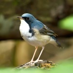 蓝歌鸲-缩略图-2