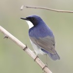 蓝歌鸲-缩略图-3