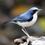 蓝歌鸲-缩略图-4