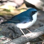 蓝歌鸲-缩略图-5