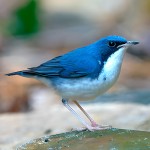 蓝歌鸲-缩略图-6