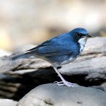 蓝歌鸲-缩略图-7