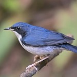 蓝歌鸲-缩略图-9