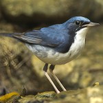 蓝歌鸲-缩略图-10