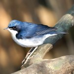 蓝歌鸲-缩略图-11