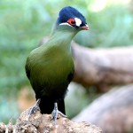 蓝冠蕉鹃-缩略图-1