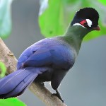 蓝冠蕉鹃-缩略图-2