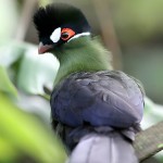 蓝冠蕉鹃-缩略图-3