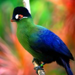 蓝冠蕉鹃-缩略图-4