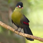 蓝冠蕉鹃-缩略图-5