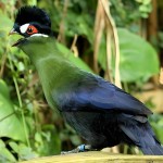 蓝冠蕉鹃-缩略图-6