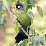 蓝冠蕉鹃-缩略图-7