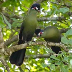 蓝冠蕉鹃-缩略图-8