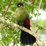 蓝冠蕉鹃-缩略图-9