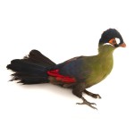 蓝冠蕉鹃-缩略图-10