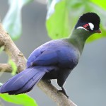 蓝冠蕉鹃-缩略图-11