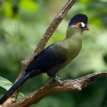 蓝冠蕉鹃-缩略图-12