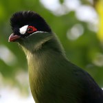 蓝冠蕉鹃-缩略图-13