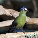 蓝冠蕉鹃-缩略图-14