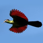 蓝冠蕉鹃-缩略图-15