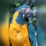 蓝喉金刚鹦鹉-缩略图-1