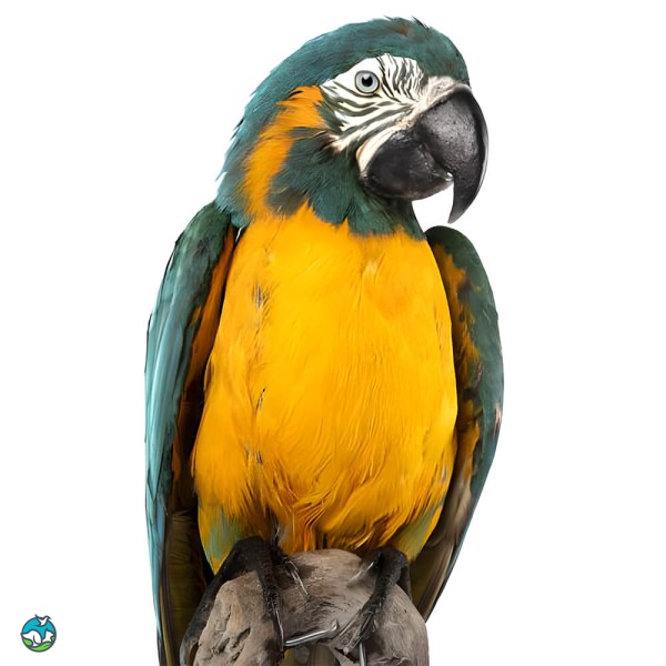 蓝喉金刚鹦鹉-2