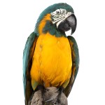 蓝喉金刚鹦鹉-缩略图-2