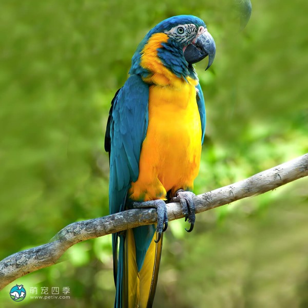 蓝喉金刚鹦鹉-3