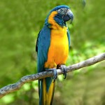 蓝喉金刚鹦鹉-缩略图-3