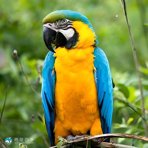蓝喉金刚鹦鹉-4