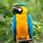 蓝喉金刚鹦鹉-缩略图-4