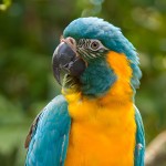 蓝喉金刚鹦鹉-缩略图-5