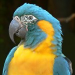 蓝喉金刚鹦鹉-缩略图-6