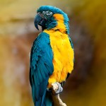 蓝喉金刚鹦鹉-缩略图-7