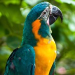 蓝喉金刚鹦鹉-缩略图-8