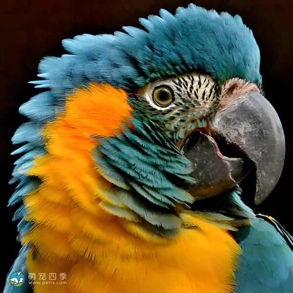 蓝喉金刚鹦鹉-9