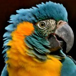 蓝喉金刚鹦鹉-缩略图-9