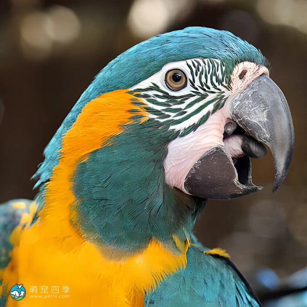 蓝喉金刚鹦鹉-11