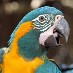 蓝喉金刚鹦鹉-缩略图-11