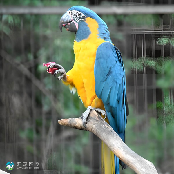 蓝喉金刚鹦鹉-12