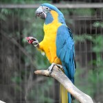 蓝喉金刚鹦鹉-缩略图-12