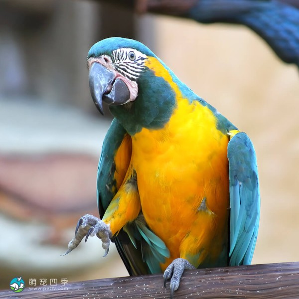 蓝喉金刚鹦鹉-13