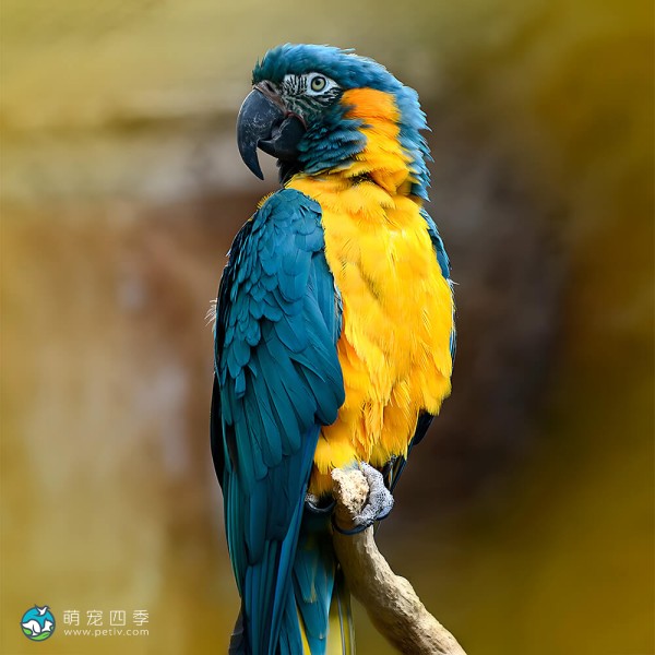 蓝喉金刚鹦鹉-14